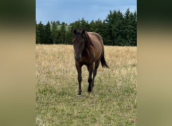 Paint Horse, Caballo castrado, 3 años, 151 cm, Negro