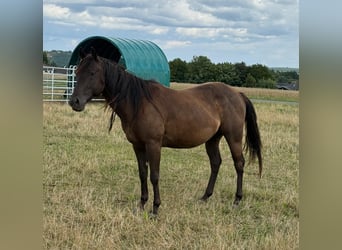 Paint Horse, Caballo castrado, 3 años, 151 cm, Negro