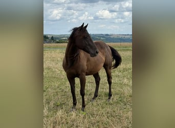 Paint Horse, Caballo castrado, 3 años, 151 cm, Negro