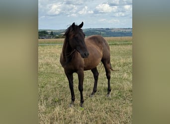 Paint Horse, Caballo castrado, 3 años, 151 cm, Negro