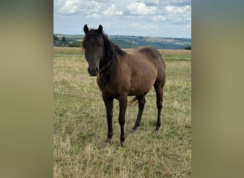 Paint Horse, Caballo castrado, 3 años, 151 cm, Negro