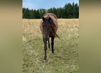 Paint Horse, Caballo castrado, 3 años, 151 cm, Negro