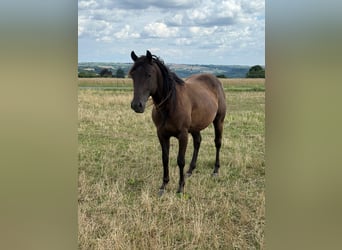 Paint Horse, Caballo castrado, 3 años, 151 cm, Negro