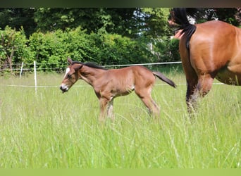 Paint Horse, Caballo castrado, 3 años, 152 cm, Castaño