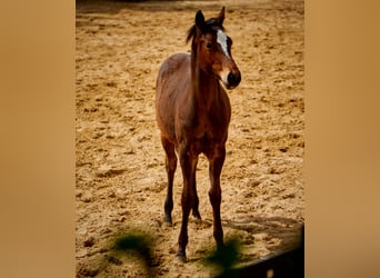 Paint Horse, Caballo castrado, 3 años, 152 cm, Castaño