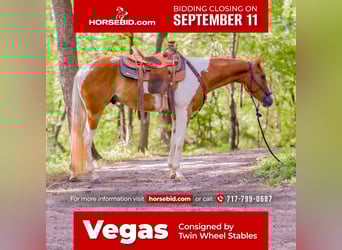 Paint Horse, Caballo castrado, 3 años, 152 cm, Palomino
