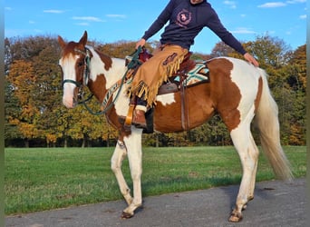 Paint Horse, Caballo castrado, 3 años, 152 cm, Pío