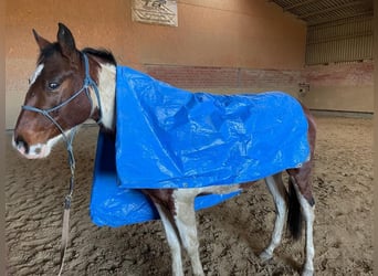 Paint Horse, Caballo castrado, 3 años, 152 cm, Pío