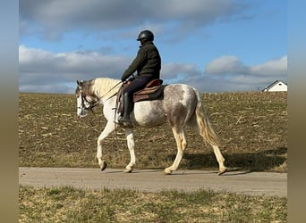 Paint Horse Mestizo, Caballo castrado, 3 años, 153 cm, Pío