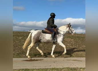 Paint Horse Mestizo, Caballo castrado, 3 años, 153 cm, Pío