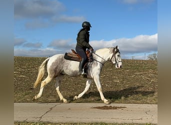 Paint Horse Mestizo, Caballo castrado, 3 años, 153 cm, Pío