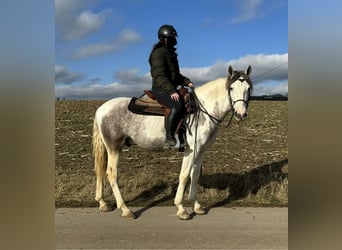 Paint Horse Mestizo, Caballo castrado, 3 años, 153 cm, Pío