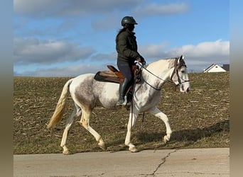 Paint Horse Mestizo, Caballo castrado, 3 años, 153 cm, Pío