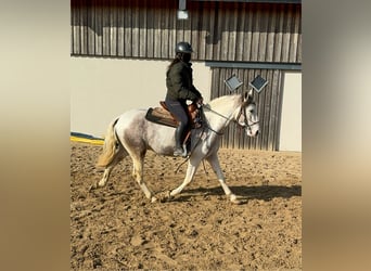 Paint Horse Mestizo, Caballo castrado, 3 años, 153 cm, Pío