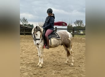 Paint Horse Mestizo, Caballo castrado, 3 años, 153 cm, Pío