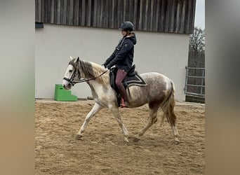 Paint Horse Mestizo, Caballo castrado, 3 años, 153 cm, Pío