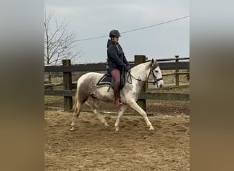 Paint Horse Mestizo, Caballo castrado, 3 años, 153 cm, Pío