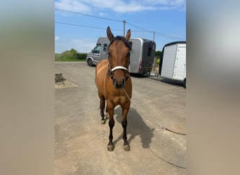 Paint Horse, Caballo castrado, 3 años, 153 cm, Red Dun/Cervuno