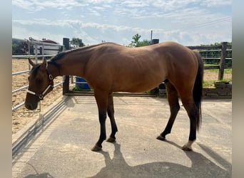 Paint Horse, Caballo castrado, 3 años, 153 cm, Red Dun/Cervuno