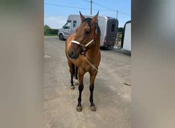 Paint Horse, Caballo castrado, 3 años, 153 cm, Red Dun/Cervuno