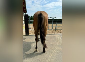 Paint Horse, Caballo castrado, 3 años, 153 cm, Red Dun/Cervuno
