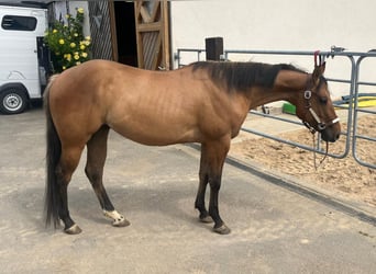 Paint Horse, Caballo castrado, 3 años, 153 cm, Red Dun/Cervuno