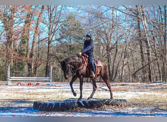 Paint Horse, Caballo castrado, 3 años, 155 cm, Castaño rojizo