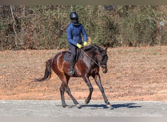 Paint Horse, Caballo castrado, 3 años, 155 cm, Castaño rojizo