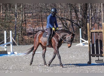 Paint Horse, Caballo castrado, 3 años, 155 cm, Castaño rojizo