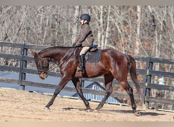 Paint Horse, Caballo castrado, 3 años, 155 cm, Castaño rojizo