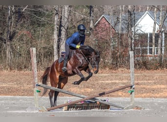 Paint Horse, Caballo castrado, 3 años, 155 cm, Castaño rojizo