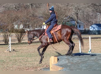 Paint Horse, Caballo castrado, 3 años, 155 cm, Castaño rojizo