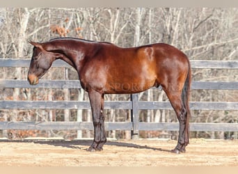 Paint Horse, Caballo castrado, 3 años, 155 cm, Castaño rojizo