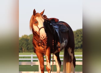 Paint Horse Mestizo, Caballo castrado, 3 años, 155 cm, Overo-todas las-capas