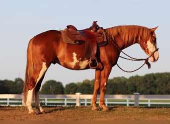 Paint Horse Mestizo, Caballo castrado, 3 años, 155 cm, Overo-todas las-capas