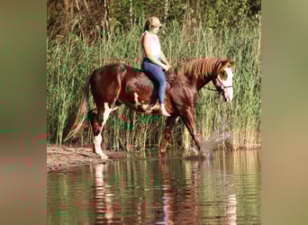 Paint Horse Mestizo, Caballo castrado, 3 años, 155 cm, Overo-todas las-capas