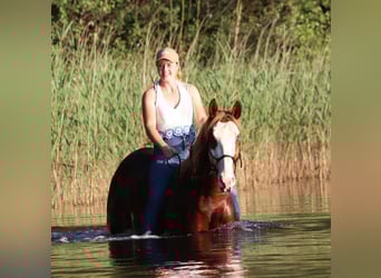 Paint Horse Mestizo, Caballo castrado, 3 años, 155 cm, Overo-todas las-capas
