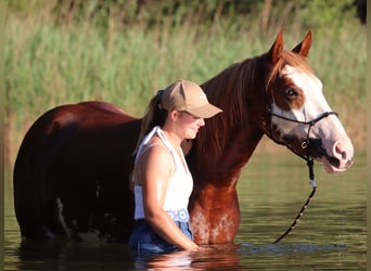 Paint Horse Mestizo, Caballo castrado, 3 años, 155 cm, Overo-todas las-capas