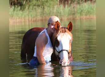 Paint Horse Mestizo, Caballo castrado, 3 años, 155 cm, Overo-todas las-capas