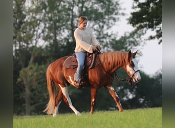 Paint Horse Mestizo, Caballo castrado, 3 años, 155 cm, Overo-todas las-capas