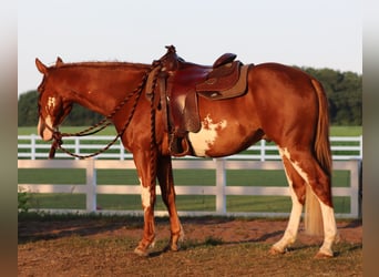 Paint Horse Mestizo, Caballo castrado, 3 años, 155 cm, Overo-todas las-capas