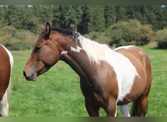 Paint Horse, Caballo castrado, 3 años, 155 cm, Pío