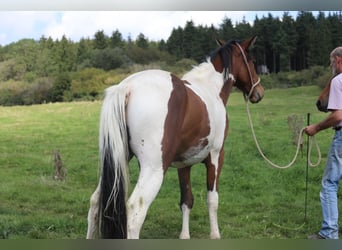 Paint Horse Mestizo, Caballo castrado, 3 años, 156 cm, Pío