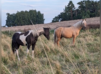 Paint Horse, Caballo castrado, 3 años, 160 cm, Pío