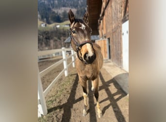 Paint Horse, Caballo castrado, 3 años, Buckskin/Bayo