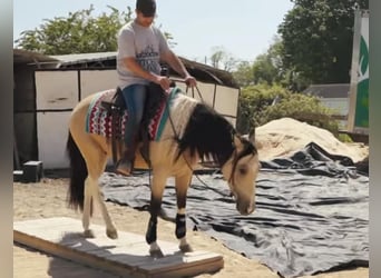 Paint Horse, Caballo castrado, 3 años, Buckskin/Bayo