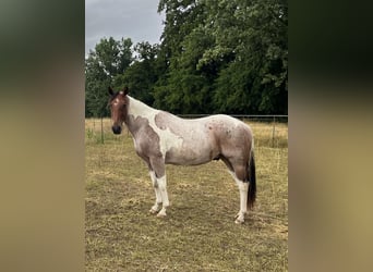 Paint Horse, Caballo castrado, 3 años, Tobiano-todas las-capas