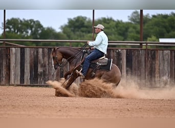 Paint Horse, Caballo castrado, 4 años, 142 cm, Alazán rojizo