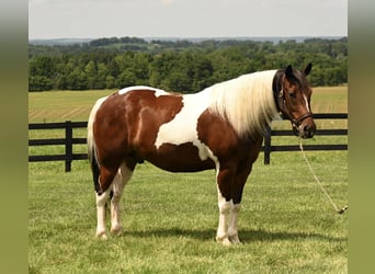 Paint Horse, Caballo castrado, 4 años, 142 cm, Tobiano-todas las-capas