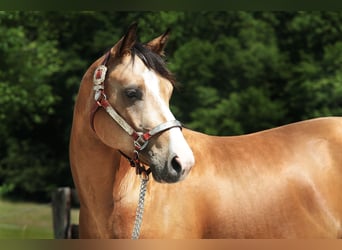 Paint Horse, Caballo castrado, 4 años, 145 cm, Buckskin/Bayo
